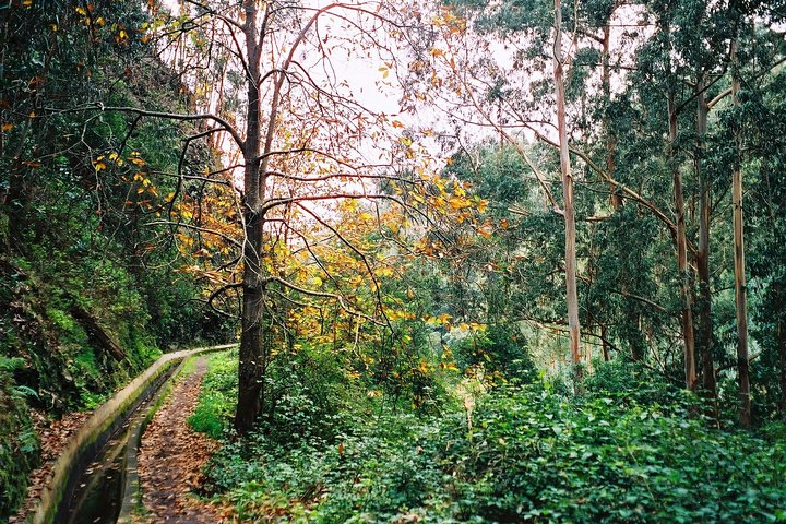 Levada do Norte (Cape Girão - Ribeira Brava)