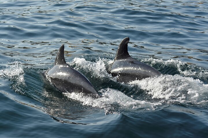 Benagil Caves and Dolphin Watching - 2.5h