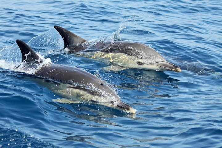 Small-Group Dolphin Watching in Lisbon