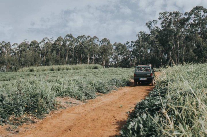 Breathtaking Laurel forest 4x4 experience