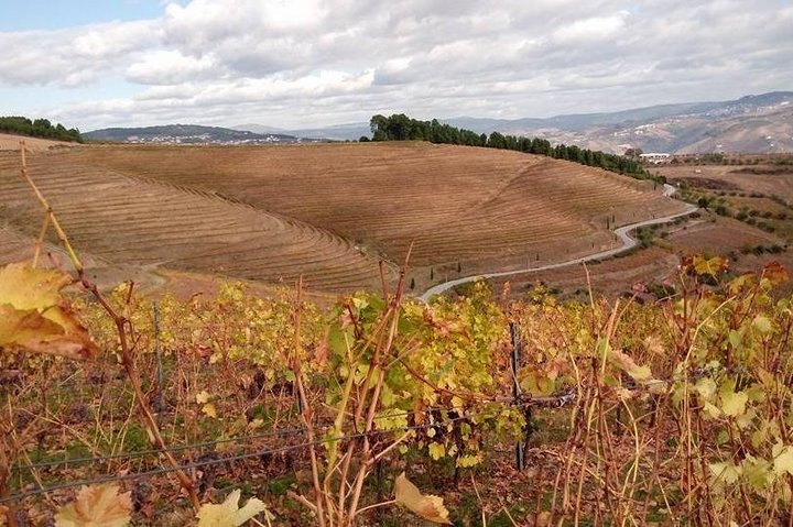 Douro Valley Private Tour