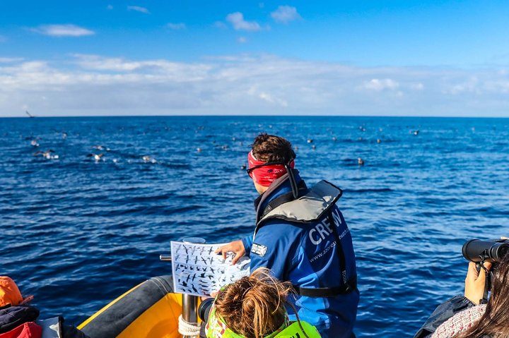 Azores Marine Birdwatching Expedition