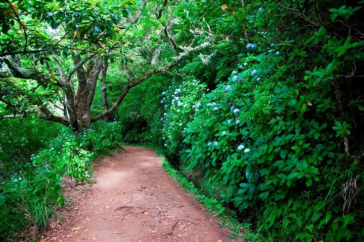 Levada Cauldron Green