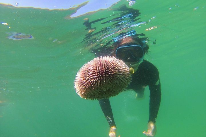 Arrabida Snorkeling & Wine Tasting Tour