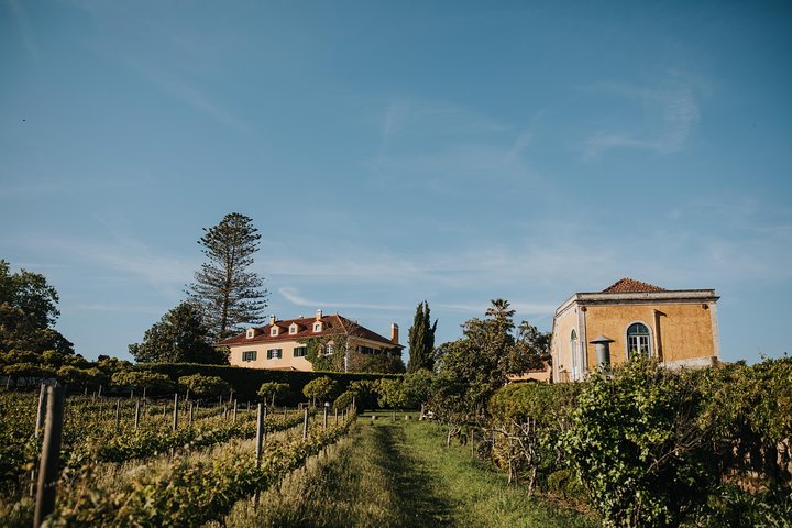 Vineyard at Mafra with Wine Tastings (30kms of Lisbon)