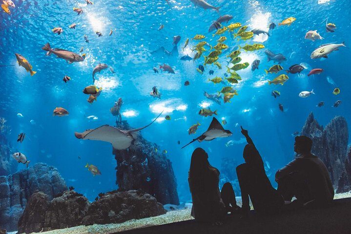 Lisbon: 3 City Walking Tours + Lisbon Oceanarium Entry Ticket