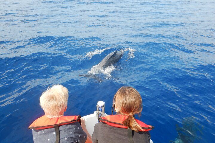 Funchal Private Whale and Dolphin Watching Boat Cruise, for 14