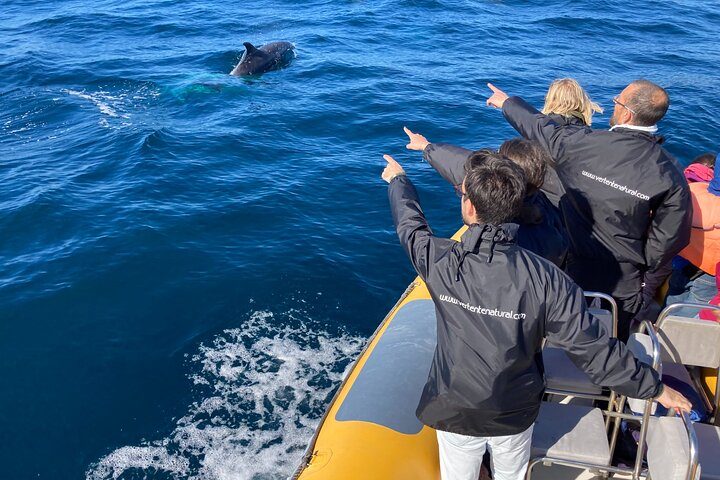 Dolphin Watching at the Arrabida (Lisbon region)