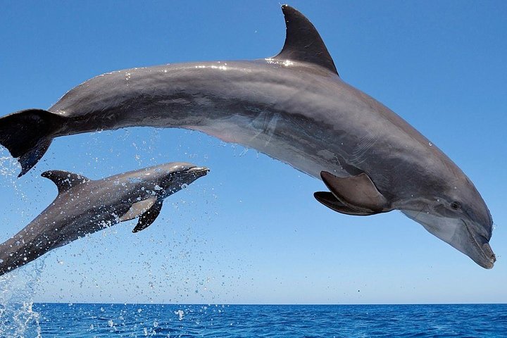 Setúbal Private Tour - Including Dolphin Watching