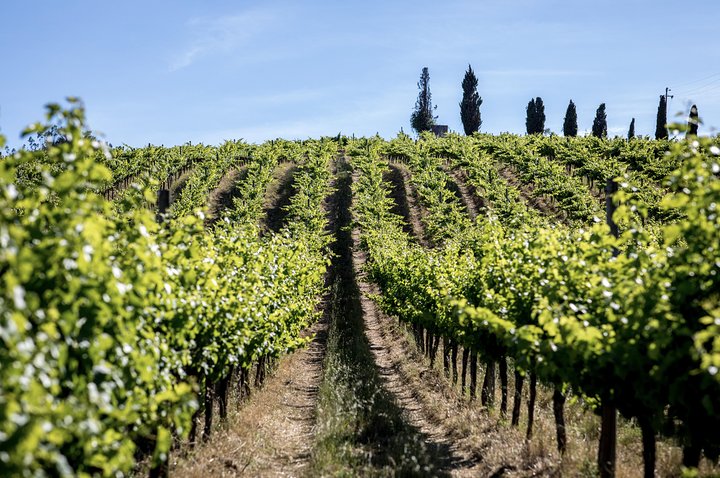 Wine Tasting at Mafra (30kms of Lisbon) | Monastery of Mafra | Ericeira Village