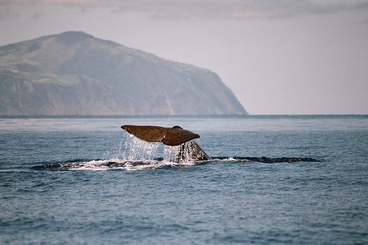 Whale and Dolphin Watching Tour at Terceira Island