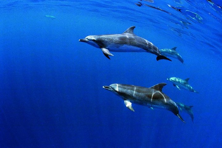 Swimming with Dolphins in Terceira Island